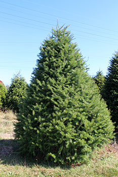 Douglas Fir Fresh cut Christmas tree delivered