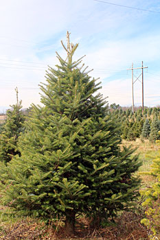 Nikko Fir Fresh Cut Trees Delivered
