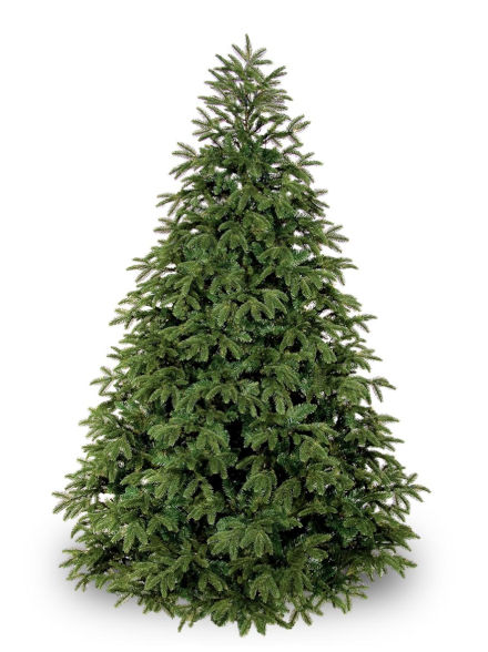 Frasier Fir - NYC Tree Lady Christmas Trees Delivered