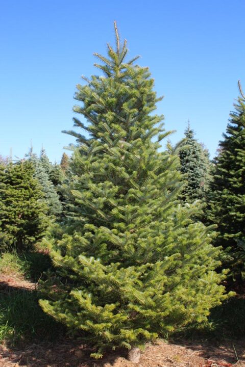 Frasier Fir Nyc Tree Lady Christmas Trees Delivered